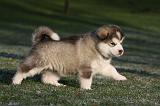 ALASKAN MALAMUTE 634